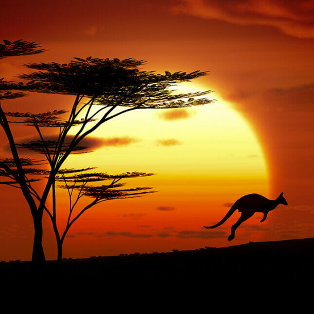 Bilde av en kenguru som hopper i solnedgangen. 
