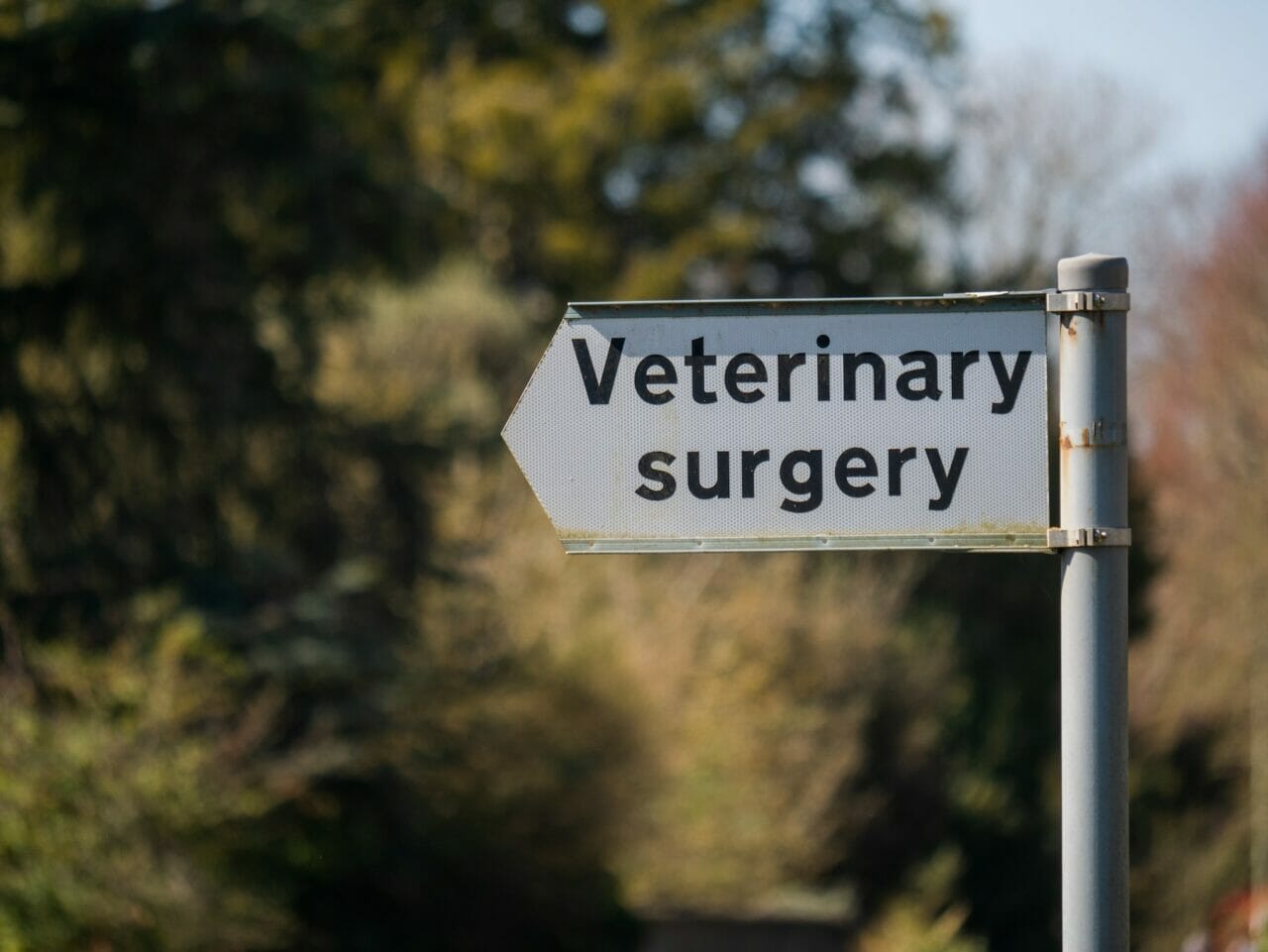 Et skilt med tekst "veterinary surgery" som går til et universitet som tilbyr veterinærstudier i utlandet. Bilde.