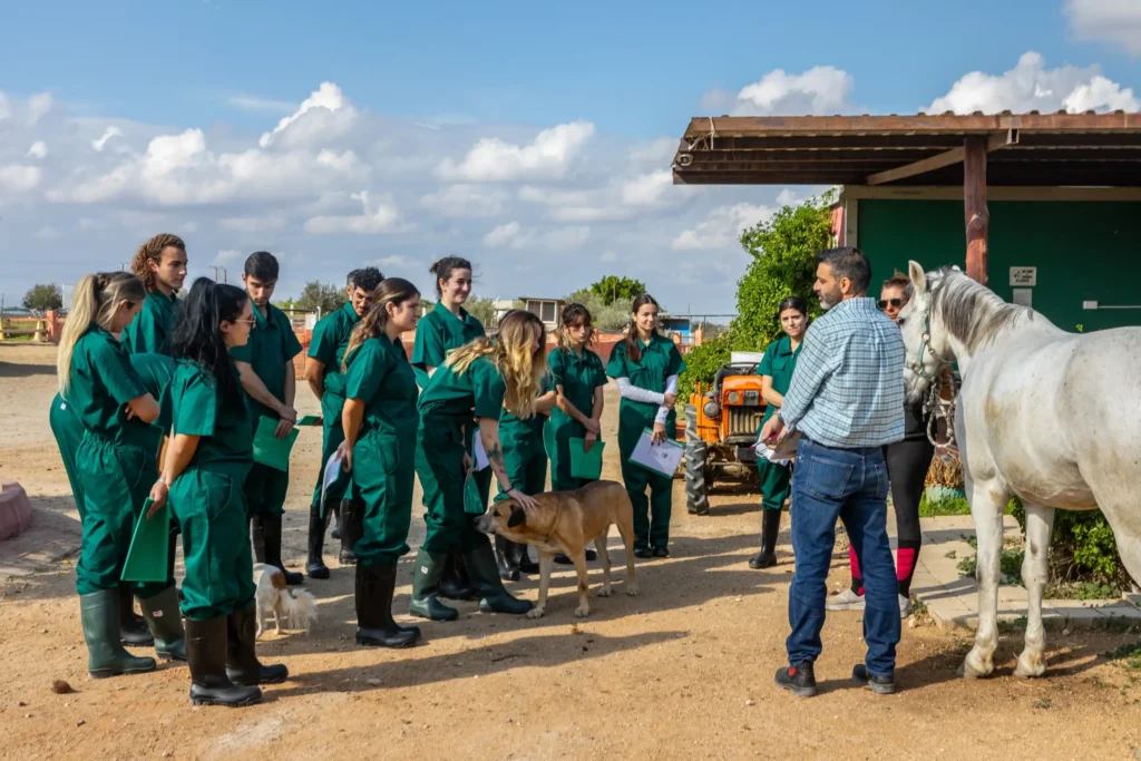Veterinærstudenter i praktisk undervisning med hest.